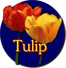 [Tulip Logo]